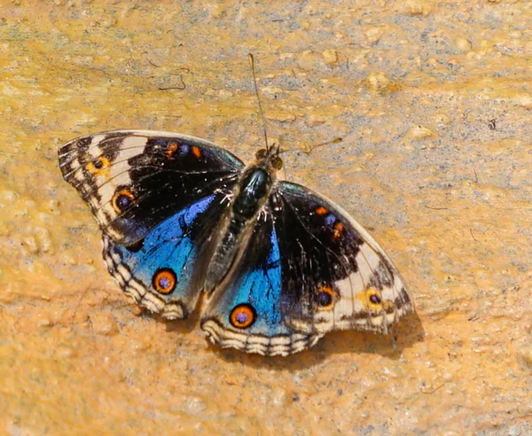 Blue Pansy butterfly on yellow wall — Stock Photo, Image