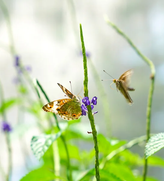 Brown farfalle Pansy in un giardino — Foto Stock
