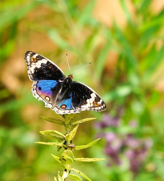 青いパンジー庭園の蝶 — ストック写真