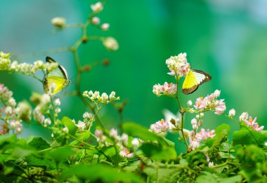 Güzel bir bahçe içinde güzel kelebekler