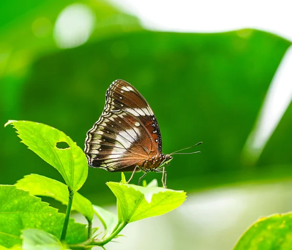 Farfalla marrone in un giardino — Foto Stock