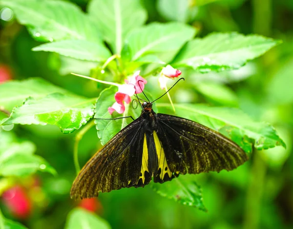 Hoş bir bahçe içinde ortak Birdwing — Stok fotoğraf