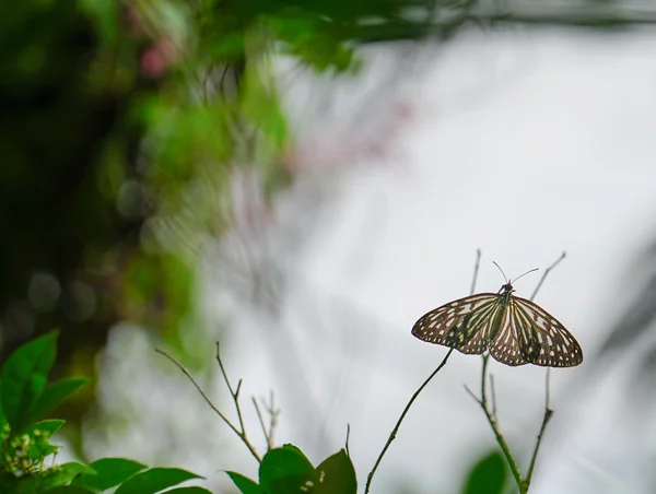 Motyl niebieski szklisty Tiger w ogrodzie — Zdjęcie stockowe