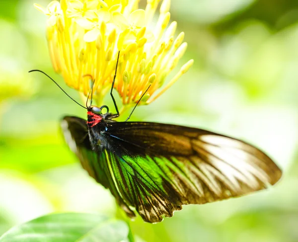 Rajah Brooke papillon dans un joli jardin — Photo