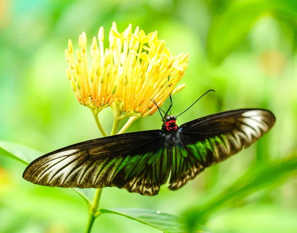 Rajah Brooke papillon dans un joli jardin — Photo