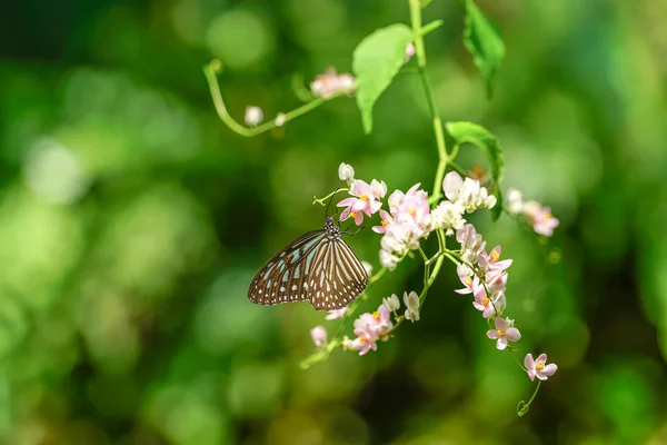 Borboletas encantadoras em um belo jardim — Fotografia de Stock