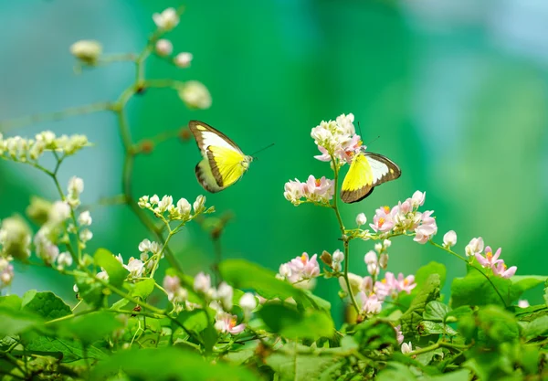 Belle farfalle in un bellissimo giardino — Foto Stock