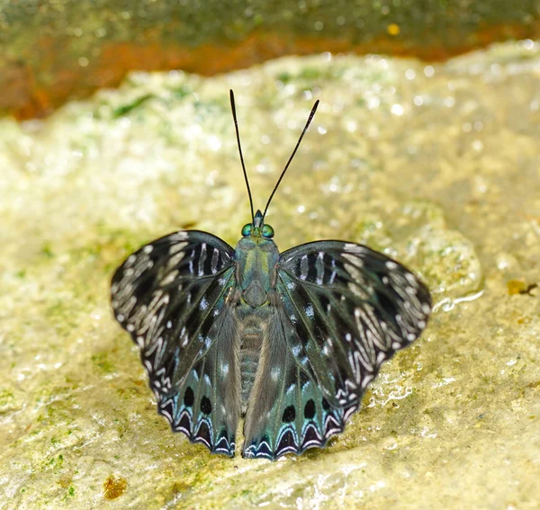 Niebieski motyl Malayan Clipper w ogrodzie — Zdjęcie stockowe