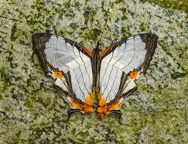 Cyrestis Nivea Nivalis borboleta em um jardim — Fotografia de Stock