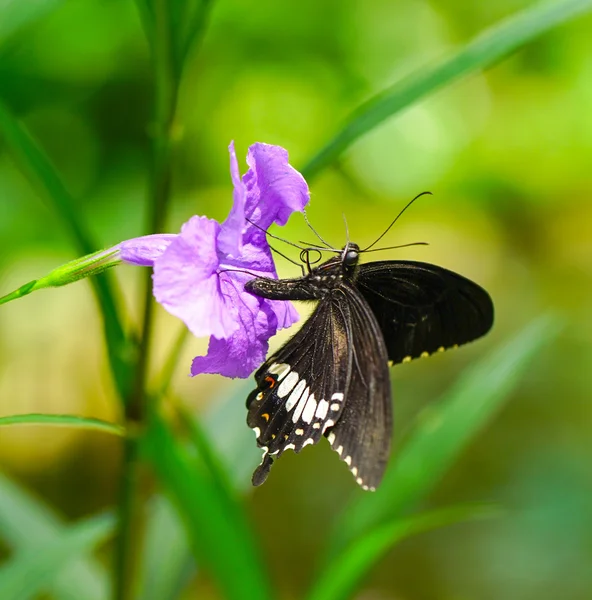 Papillon mormon commun dans un jardin — Photo