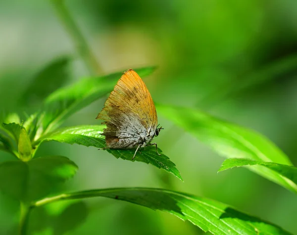 Schöner Schmetterling in einem grünen Garten — Stockfoto