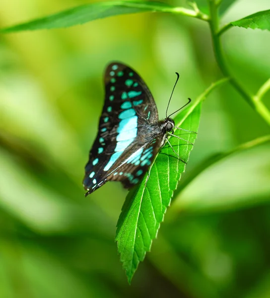 Común Jay mariposa en un jardín verde — Foto de Stock