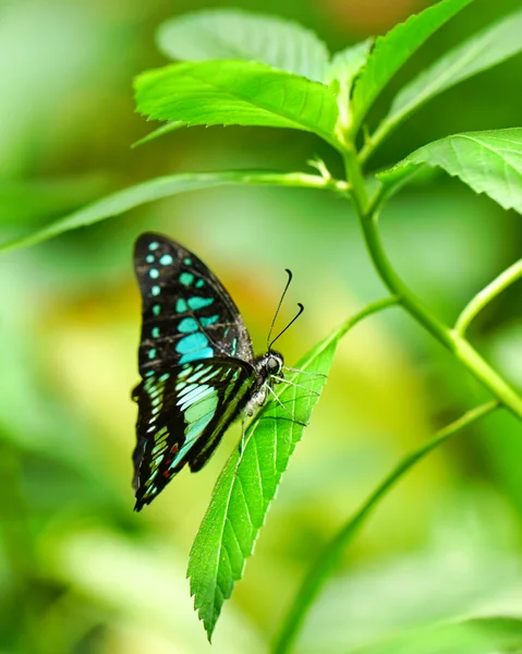 Common Jay butterfly in a green garden — Stock Photo, Image