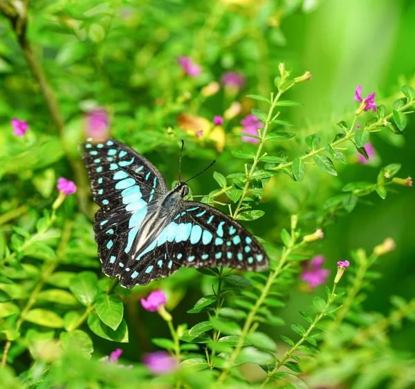 Eichelhäher-Schmetterling im grünen Garten — Stockfoto