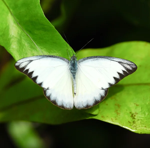 Gestreepte Albatross Butterfly in een tuin — Stockfoto