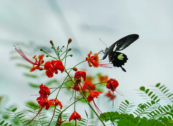 Mariposa encontrada en un precioso jardín con flores rojas —  Fotos de Stock