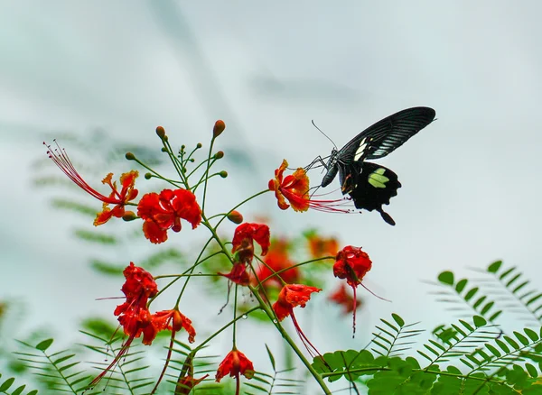 Sommerfugl funnet i en vakker hage med røde blomster. – stockfoto