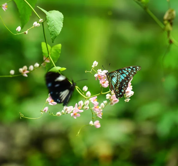 Butteflies in a beautiful garden — Stock Photo, Image