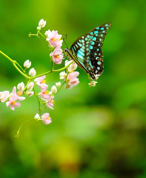 Borboleta Jay comum em um jardim verde — Fotografia de Stock