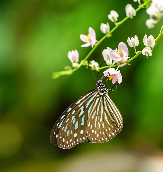 Blue Glassy Tiger Butterfly en un jardín — Foto de Stock
