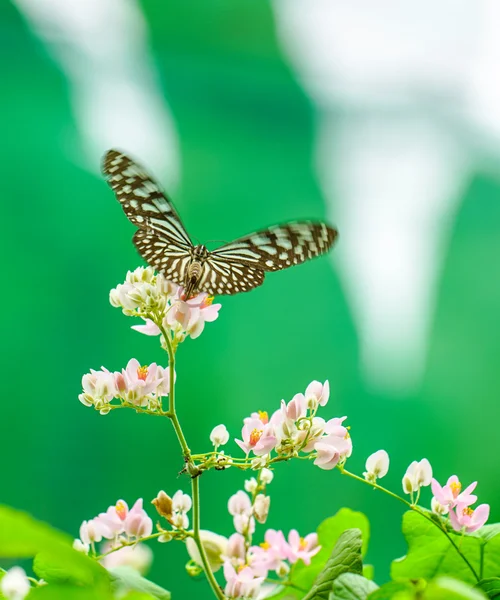 Blue Glassy Tiger butterfly in a garden — Stock Photo, Image