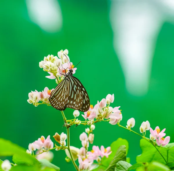 Blue Glassy Tiger butterfly in a garden — Stock Photo, Image