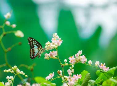Ortak Jay Kelebek Bahçe