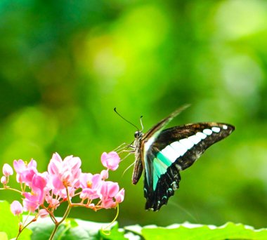 Ortak Jay Kelebek Bahçe