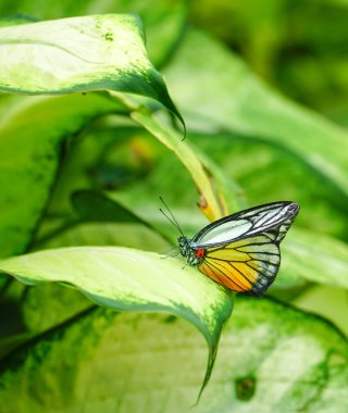 Boyalı Jezebel Kelebek Bahçe