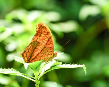 Kruvazör Kelebek Bahçe