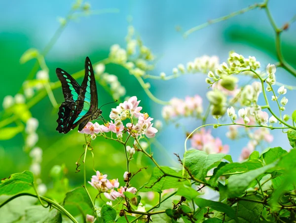 Eichelhäher-Schmetterling im Garten — Stockfoto