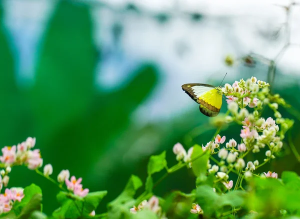 Cioccolato farfalla Albatross in un giardino — Foto Stock