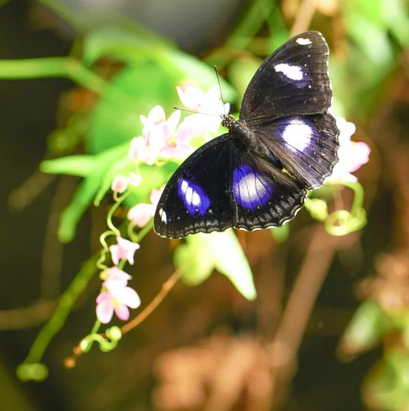 Grande farfalla della mosca dell'uovo in un giardino — Foto Stock