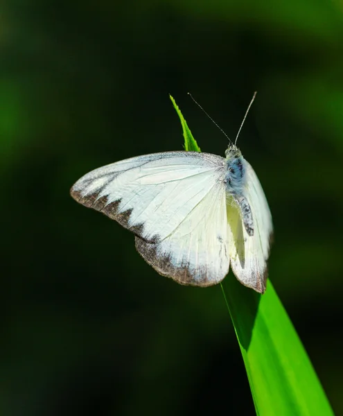 Mottled émigrant butterlfy dans le jardin — Photo