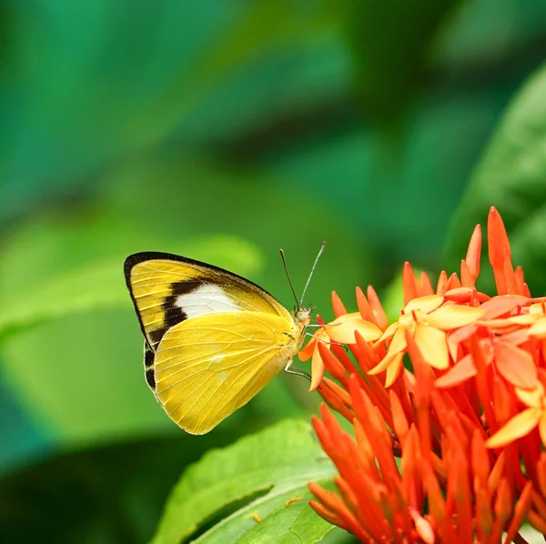 Mariposa de color amarillo en flor — Foto de Stock