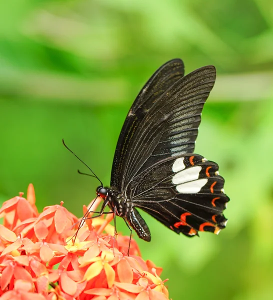 Mariposa común mormona en un jardín — Foto de Stock