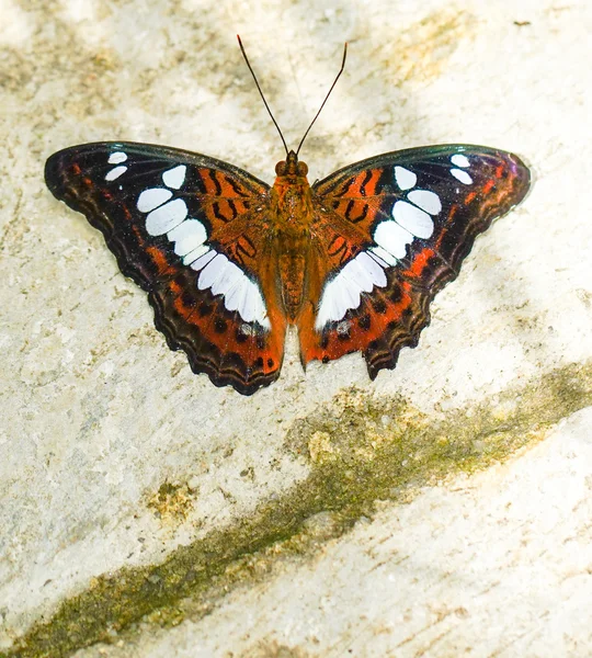 Commandant vlinder in een tuin — Stockfoto