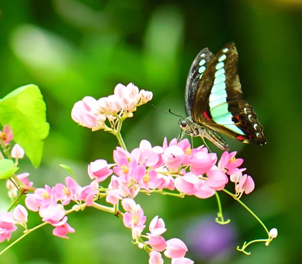 Common Jay butterfly in a garden — Stock Photo, Image