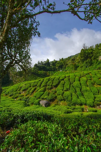 Thee plantage in Cameron highlands — Stockfoto