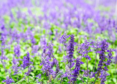 Cameron Highlands lavanta çiftliği