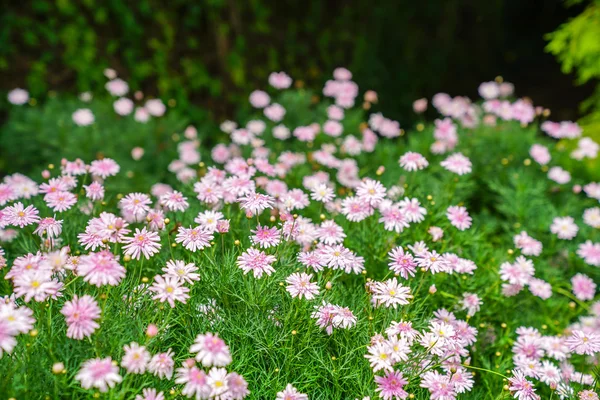 Roze madeliefjes in Cameron Highlands — Stockfoto