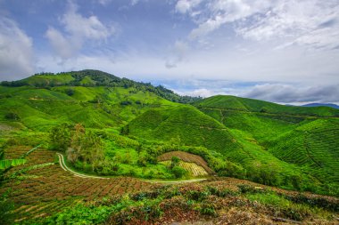 Tea plantation in Cameron Highlands clipart