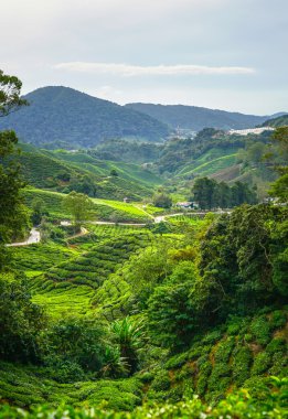 Cameron Highlands in Malaysia clipart