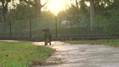 Köpek sopayı ısırıyor, parktaki kameraya doğru koşuyor. Arkaplanda günbatımı parıltıları var..