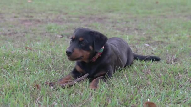 Chien Chiot Rottweiler Couché Sur Herbe Vue Rapprochée — Video