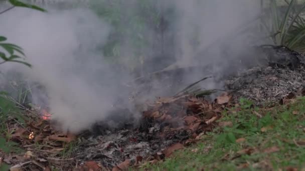 Otevřené Hořící Zaschlé Listy Spálené Těžkým Kouřem Znečišťujícím Vzduch Zavřít — Stock video