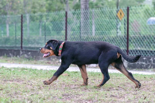 Rottweiler Puppy Dog Walking Park — Stock Photo, Image
