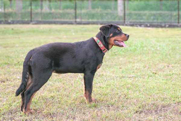 ハンサムなロトウィラー犬の肖像画 サイドビュー — ストック写真