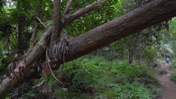 Gevallen Boom Wandelpad Het Regenwoud — Stockvideo