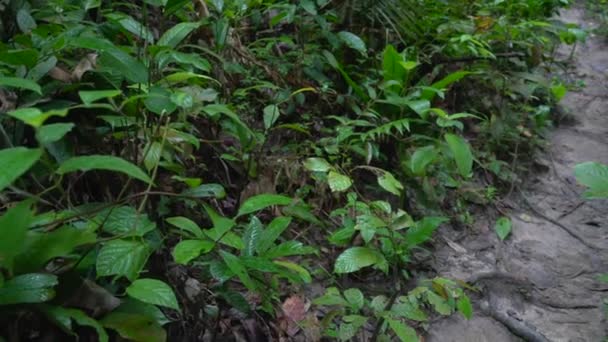 Folhagem Verde Exuberante Trilha Caminhada Dentro Uma Floresta Tropical — Vídeo de Stock